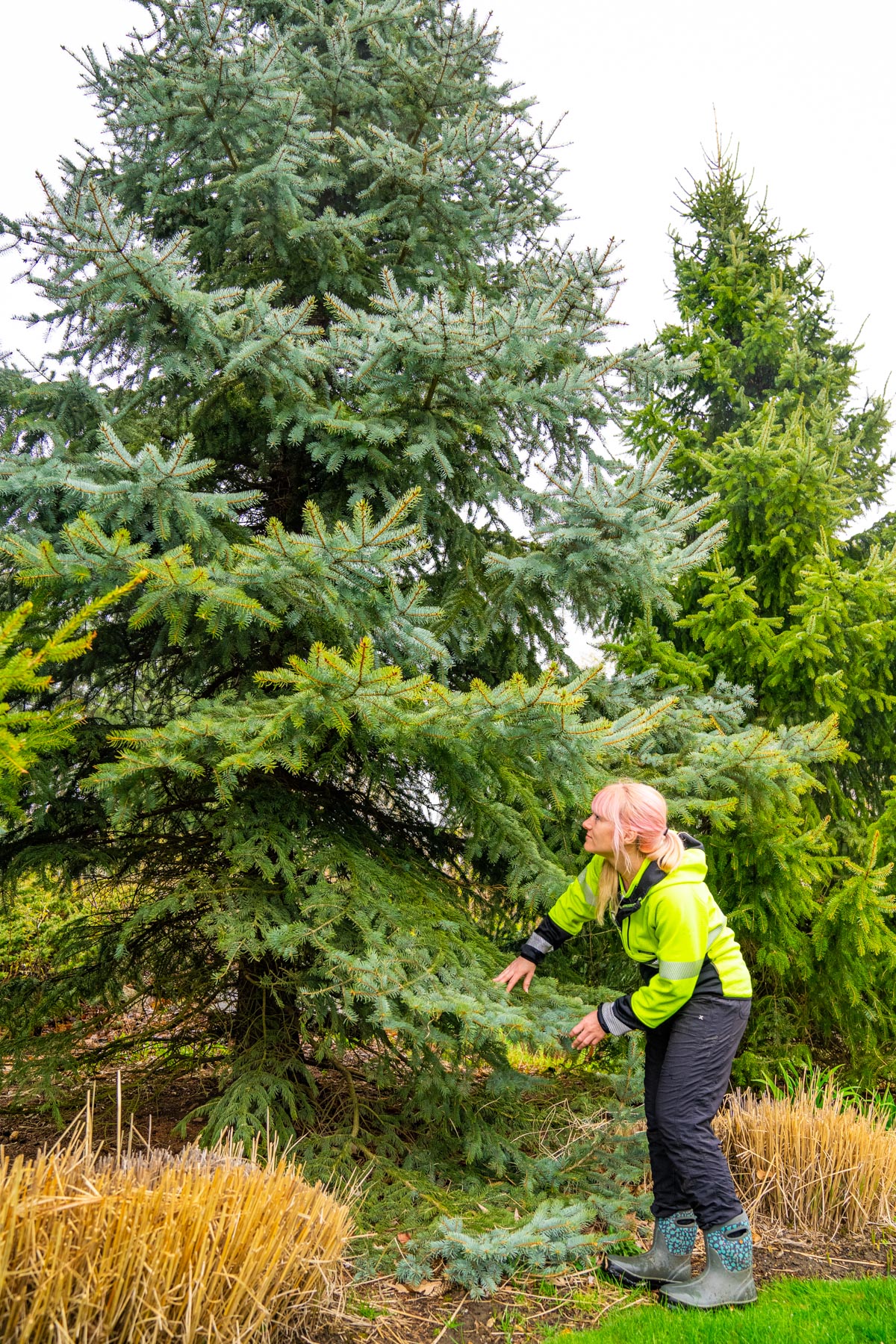 plant-health-care-programs-southern-nh-me-ma-seacoast-tree-care